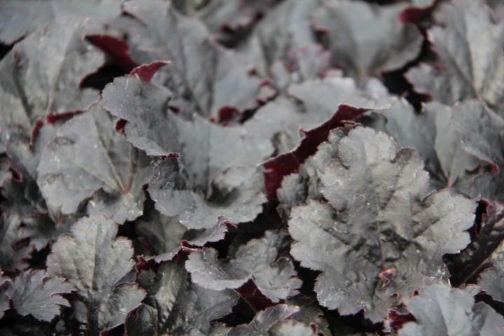 Heuchera 'Timeless Night'