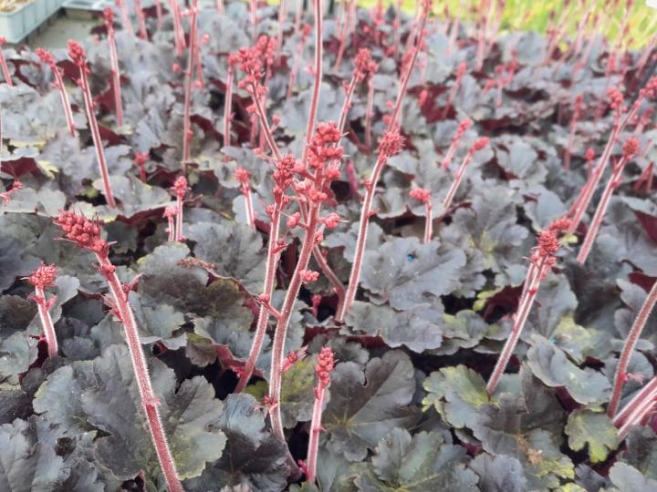 Heuchera 'Timeless Night'