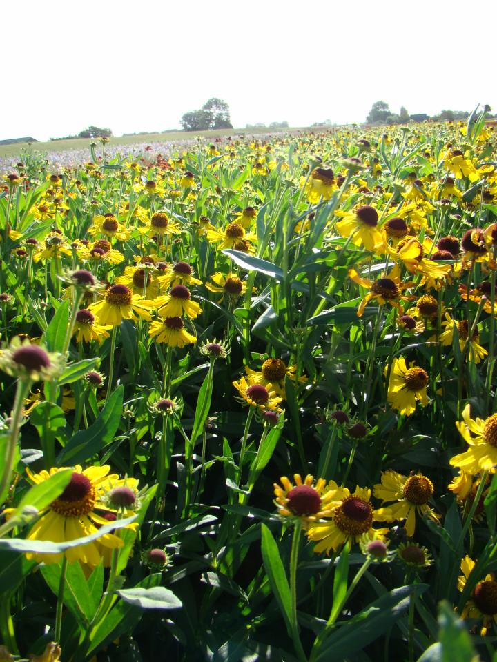 Helenium 'Wesergold'