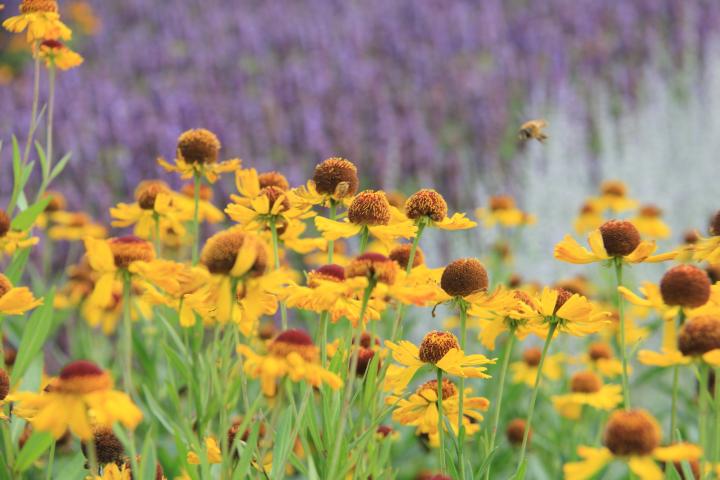 Helenium 'Wesergold'