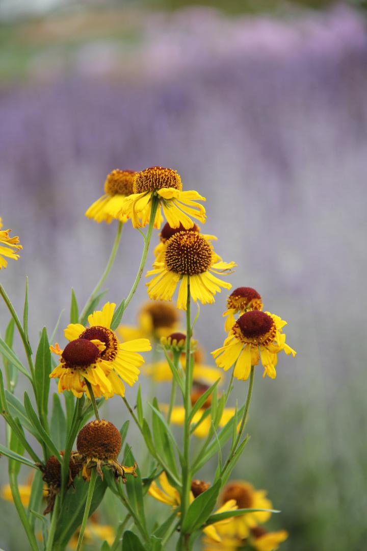 Helenium 'Wesergold'