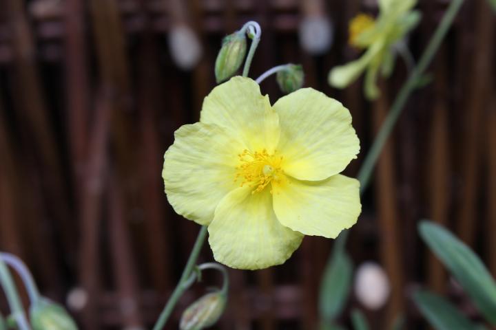 Helianthemum  'Wisley Primrose'