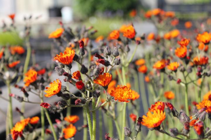 Hieracium aurantiacum