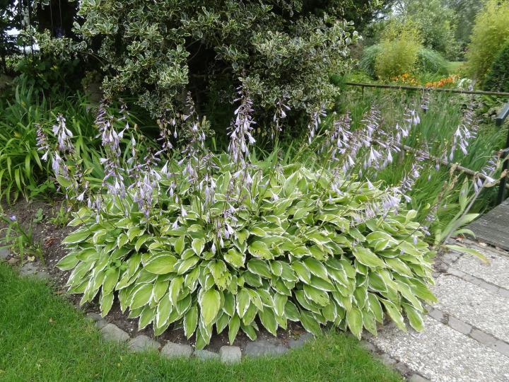 Hosta undulata 'Albomarginata'