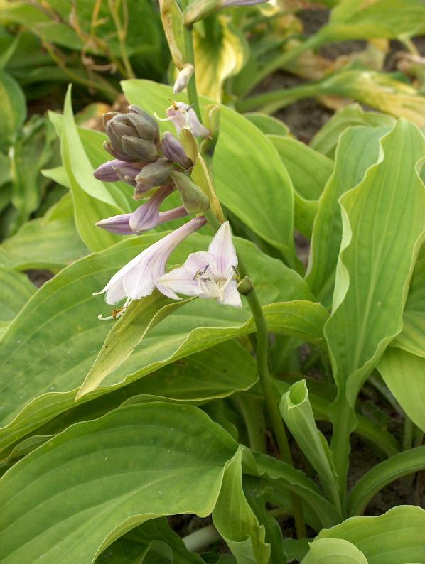 Hosta fortunei (x) 'Albopicta'