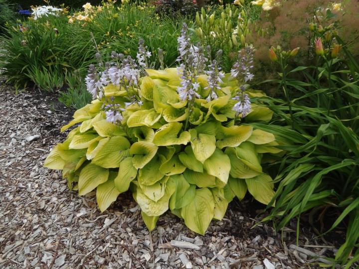 Hosta  'August Moon'
