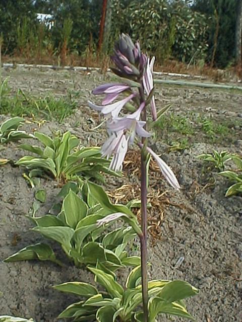 Hosta fortunei (x) 'Aureomarginata'