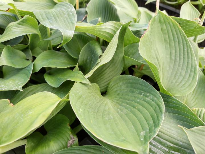 Hosta  'Blue Angel'
