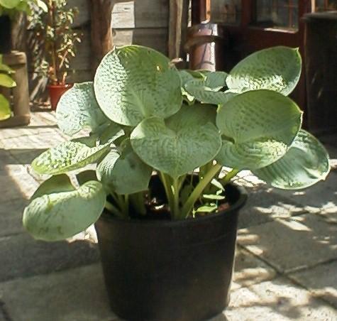 Hosta  'Big Daddy'