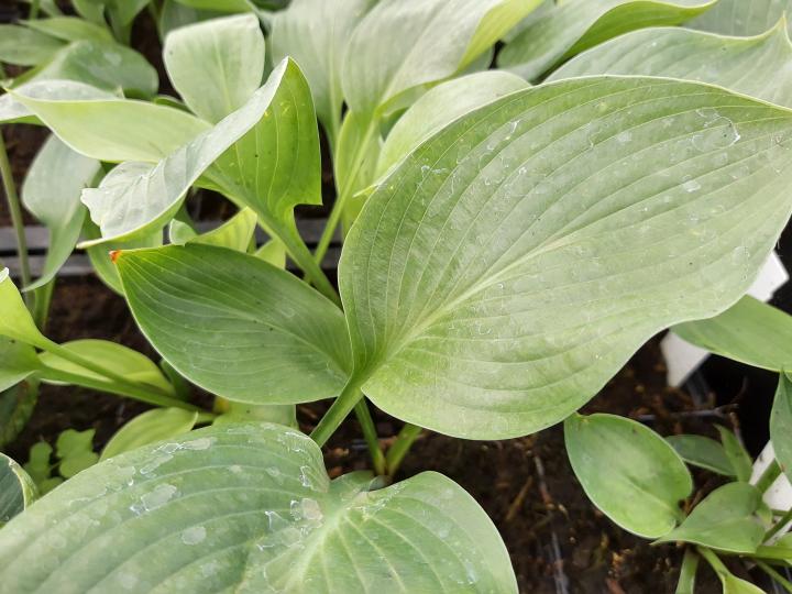 Hosta  'Blue Umbrellas'