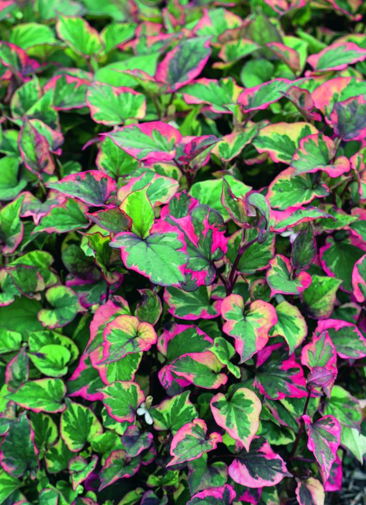 Houttuynia cordata 'Chameleon'