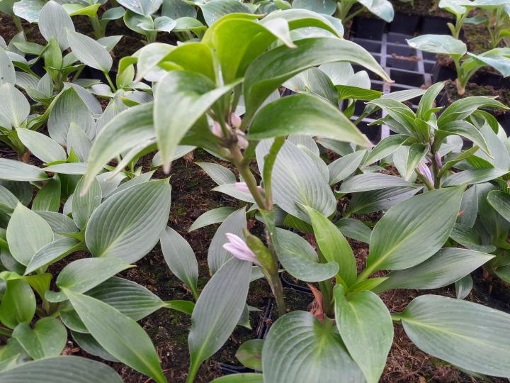 Hosta  'Devon Green'