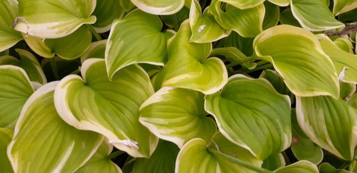 Hosta  'Fragrant Bouquet'