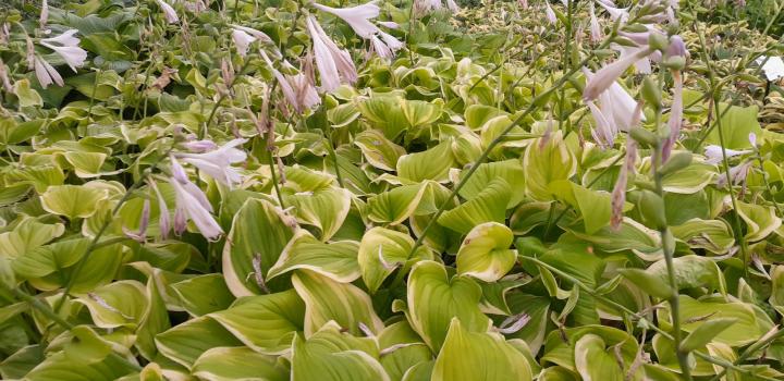 Hosta  'Fragrant Bouquet'