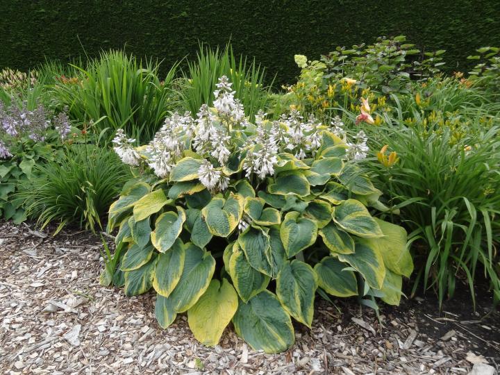 Hosta sieboldiana 'Frances Williams'