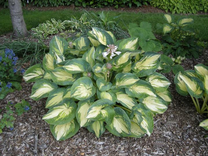 Hosta sieboldiana 'Great Expectations'
