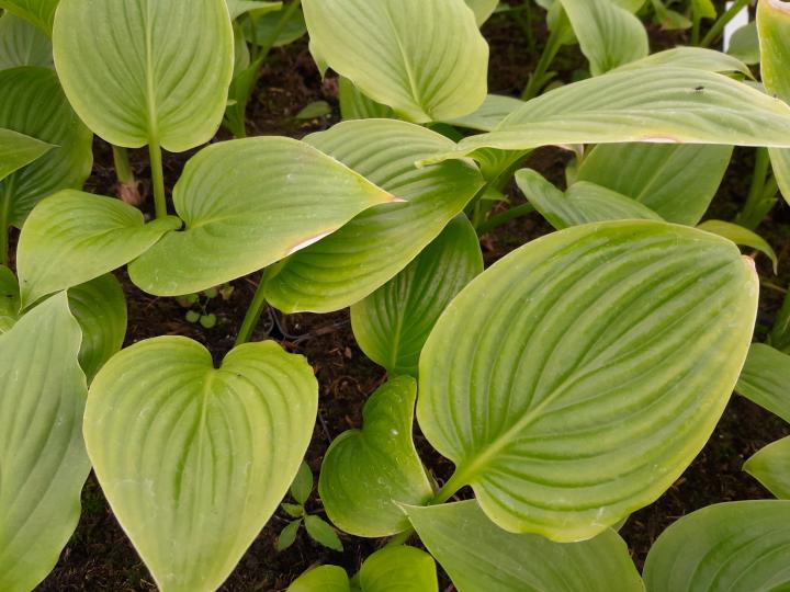 Hosta plantaginea 'Grandiflora'