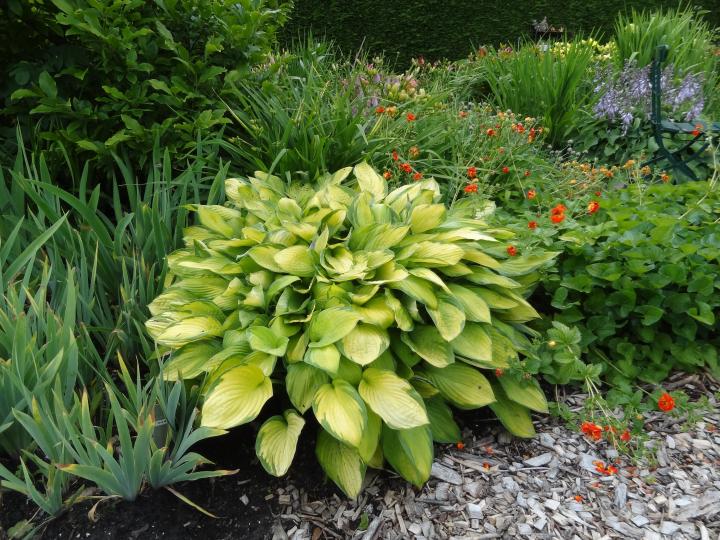 Hosta fortunei (x) 'Gold Standard'