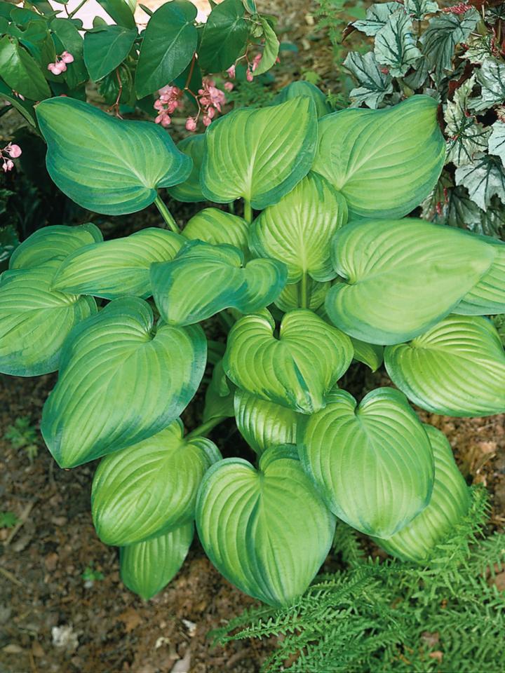 Hosta  'Guacamole'