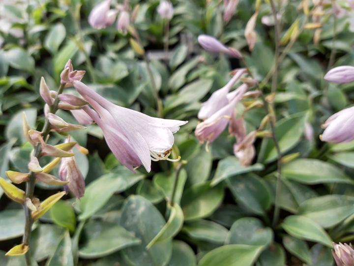 Hosta tardiflora 'Halcyon'