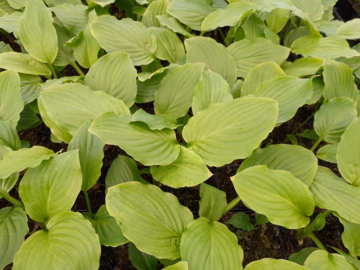 Hosta  'Honeybells'