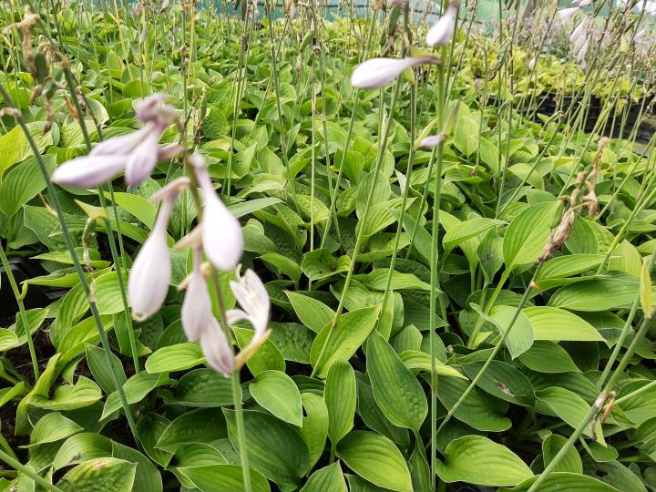 Hosta fortunei (x) 'Hyacinthina'