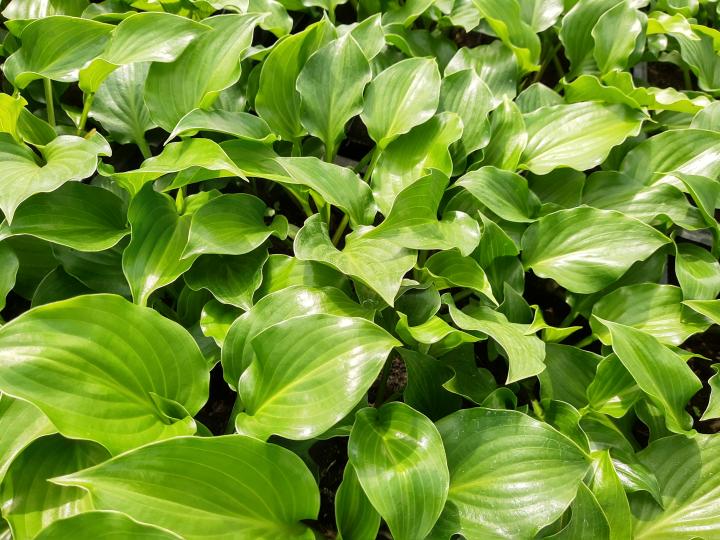 Hosta  'Invincible'