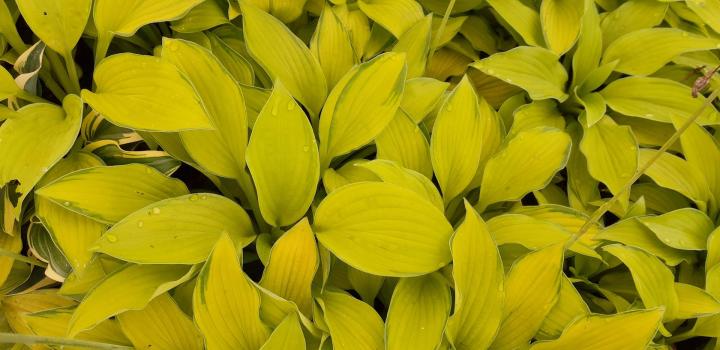 Hosta  'Janet'