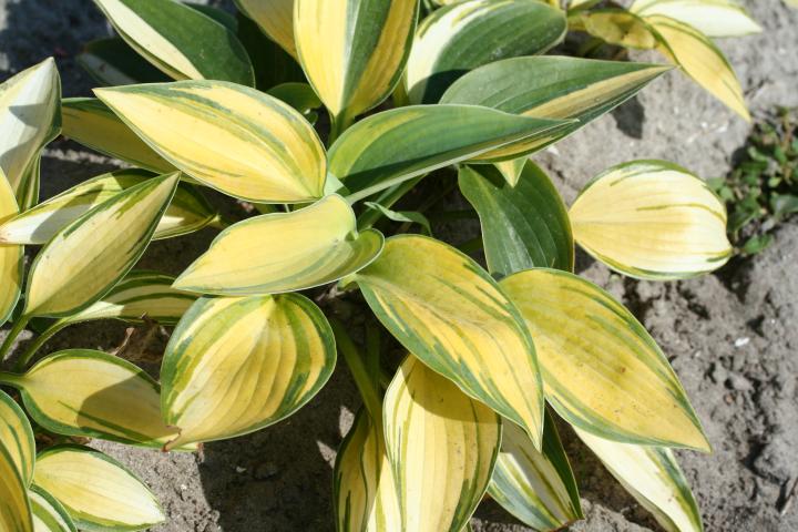 Hosta  'June' PBR