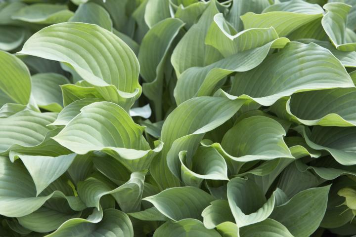 Hosta  'Krossa Regal'