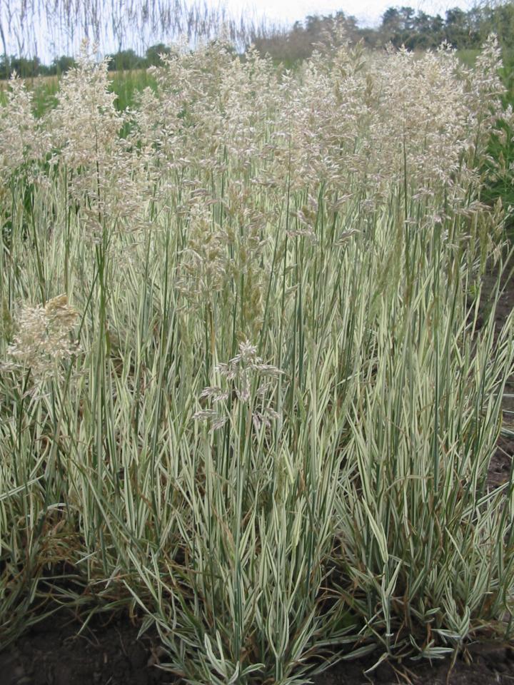 Holcus mollis 'Albovariegatus'