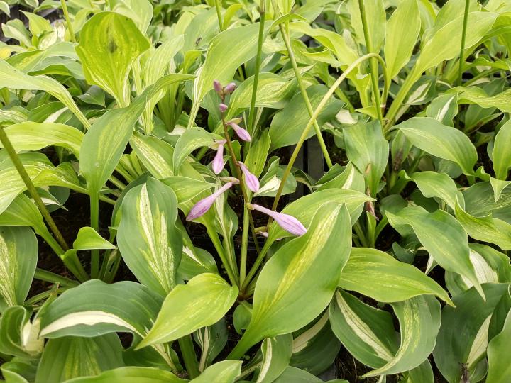 Hosta undulata 'Mediovariegata'