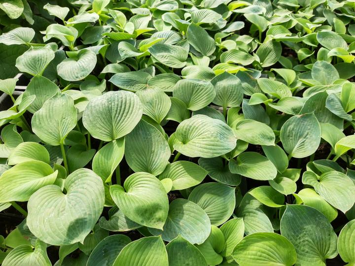 Hosta fortunei (x) 'Obscura'