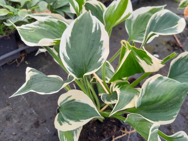 Hosta fortunei (x) 'Patriot'