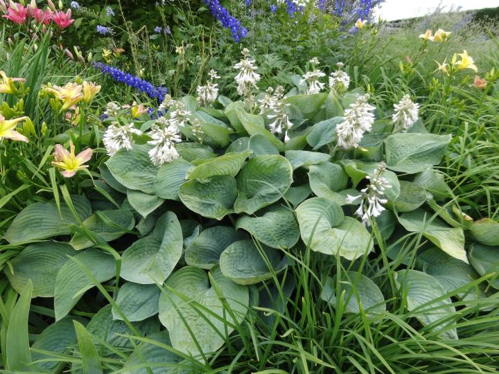 Hosta sieboldiana 'Elegans' (scheur)