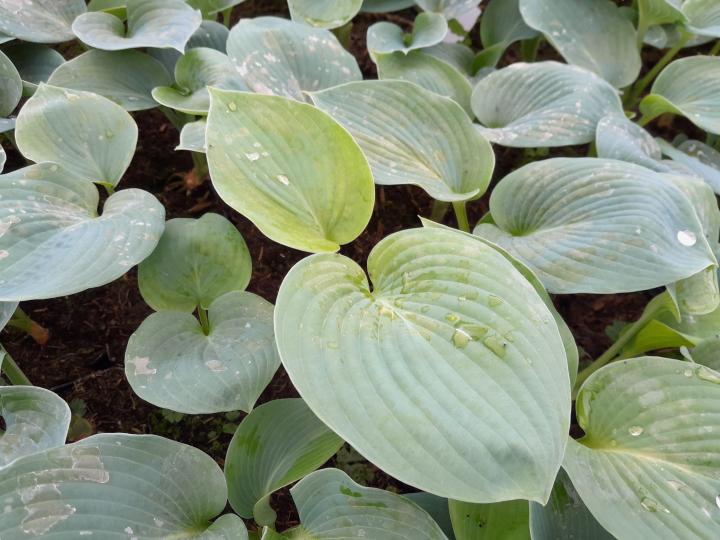 Hosta sieboldiana