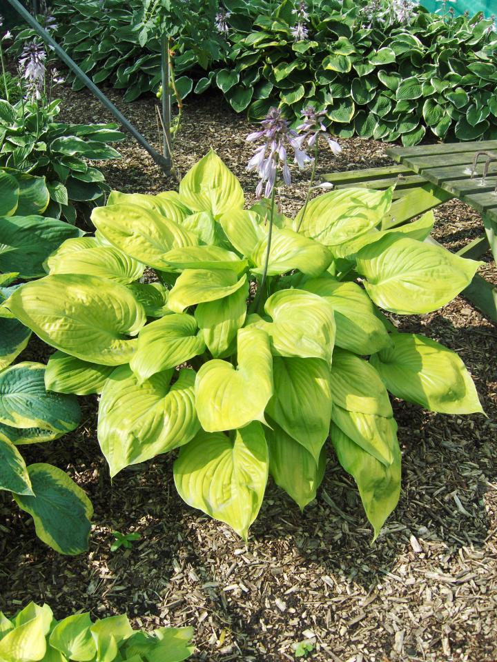 Hosta  'Sum and Substance'