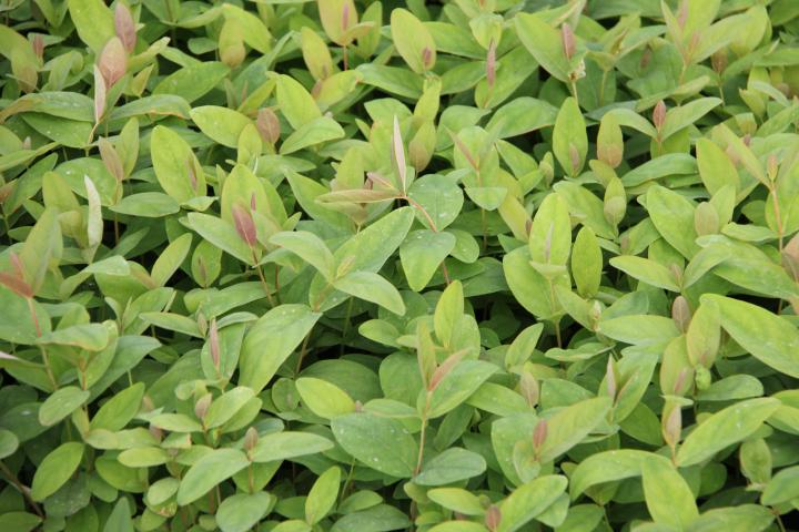 Hypericum androsaemum