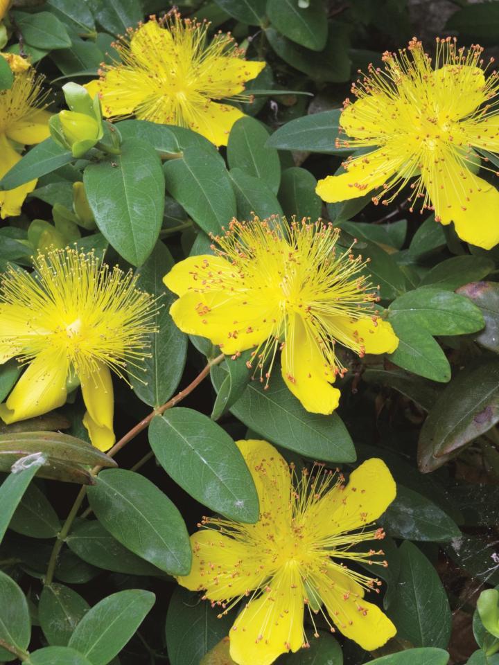Hypericum calycinum