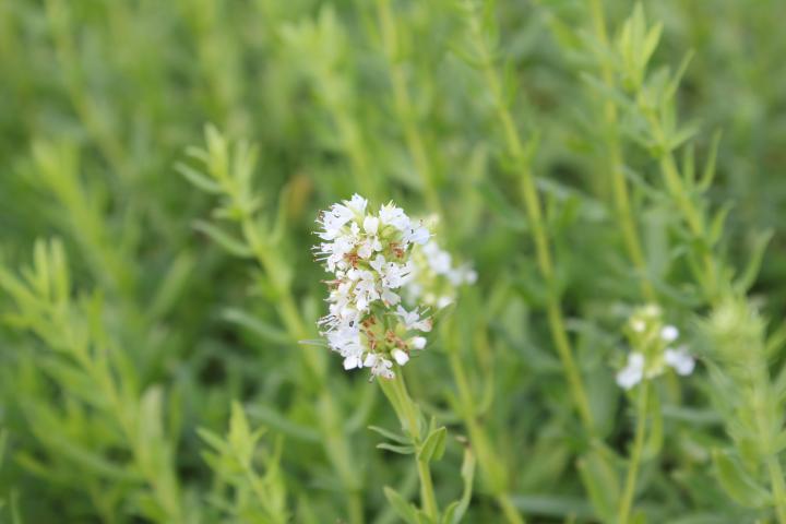 Hyssopus officinalis 'Albus'