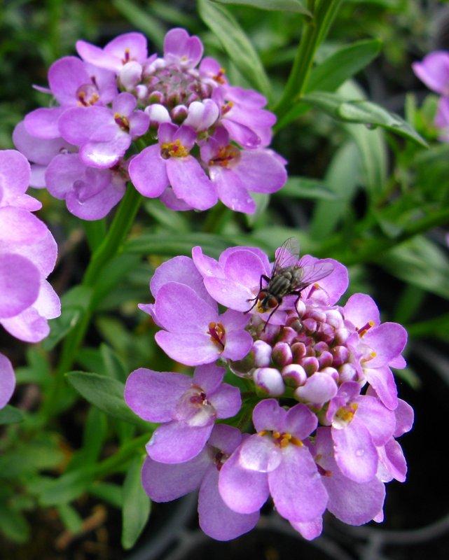 Iberis sempervirens 'Absolutely Amethyst'