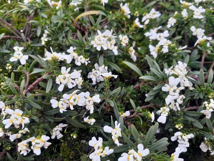 Iberis sempervirens 'Appen-Etz'