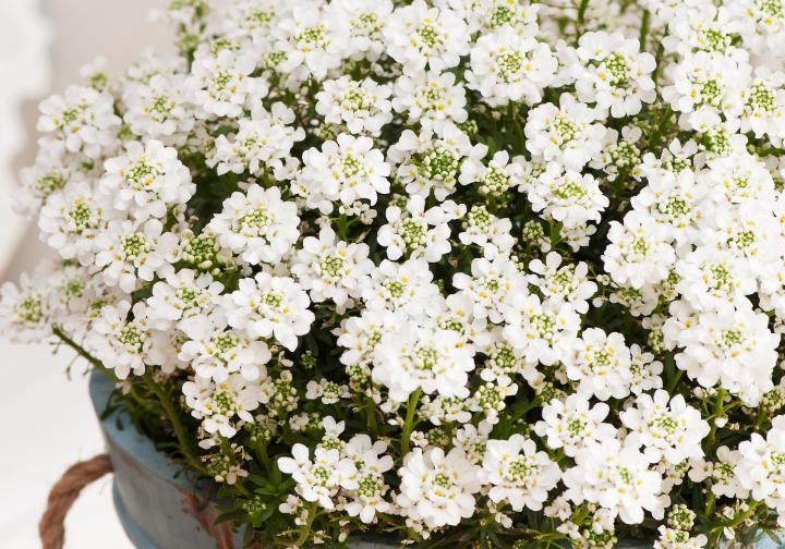 Iberis sempervirens 'Nevina'