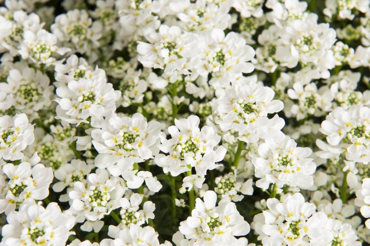 Iberis sempervirens 'Nevina'
