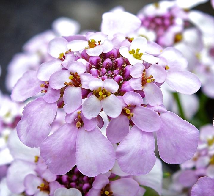 Iberis sempervirens 'Pink Ice' ®