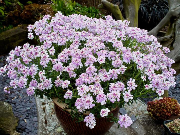 Iberis sempervirens 'Pink Ice' ®