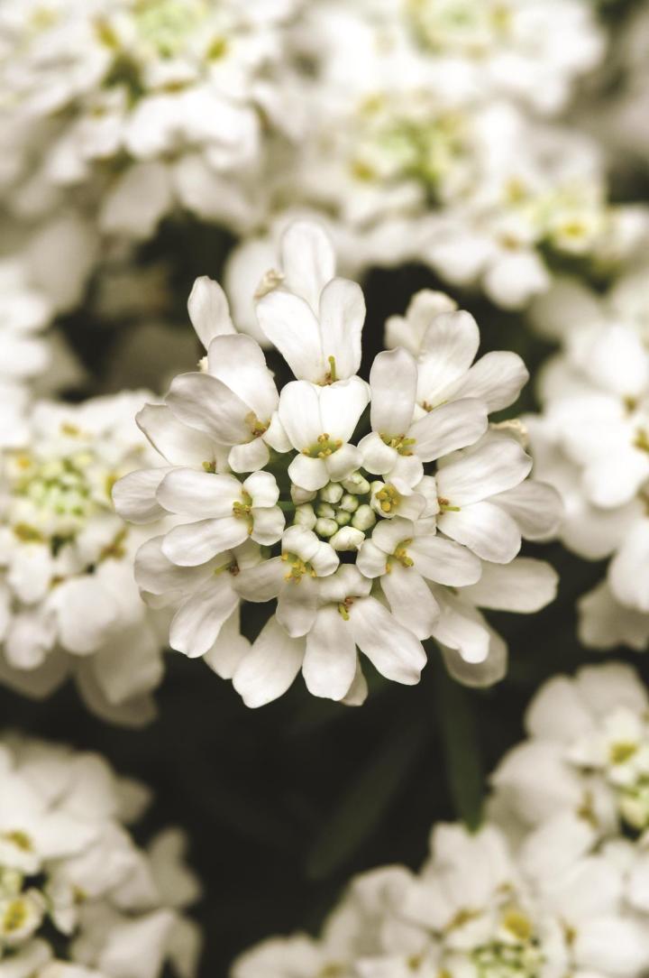 Iberis sempervirens 'Weisser Zwerg'