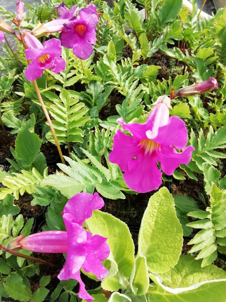 Incarvillea delavayi