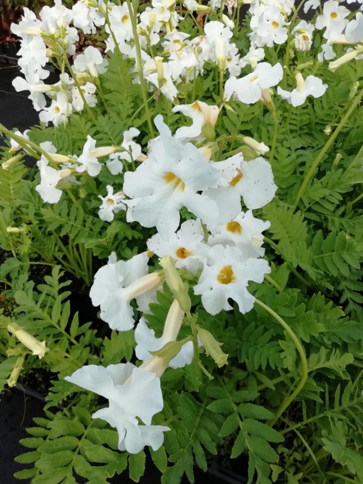 Incarvillea delavayi 'Snowtop'