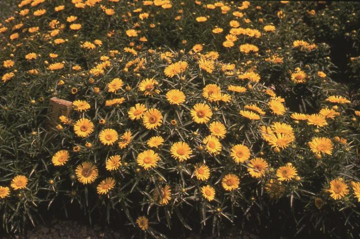 Inula ensifolia